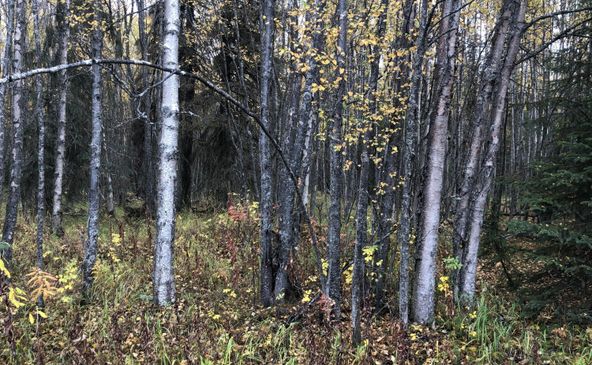 000 North Kenai Spur Rd, Kenai, AK 99611